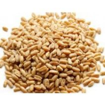 Hard White Natural Wheat #10 Can
